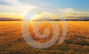 Sunset over wheat field.