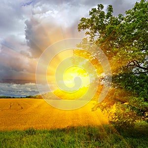 Sunset over a wheat field