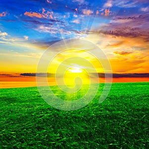 Sunset over the wheat field