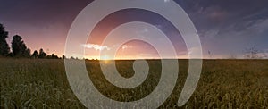 Sunset over wheat field.