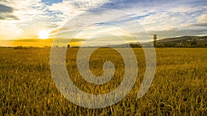 Sunset over wheat field