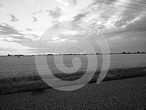 Sunset over wheat field in grayscale