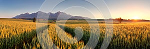 Sunset over wheat field with path in Slovakia Tatra mountain