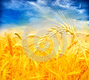 Sunset over wheat field