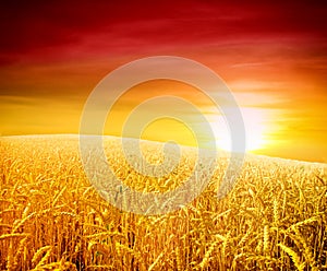 Sunset over wheat field