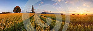 Sunset over wheat field.