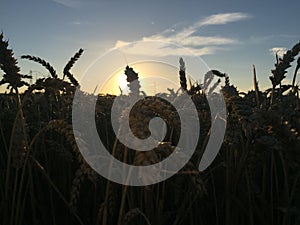 Sunset over wheat fields 2