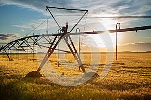 Sunset over a wheat field. The wheat is ripe and golden yellow in color. Above the wheat is an irrigation system