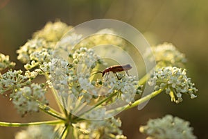 sunset over white flowersand a bug