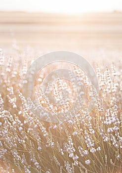 Sunset over a white lavender field in Provence, France.