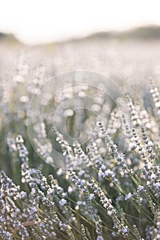 Sunset over a white lavender field in Provence, France.