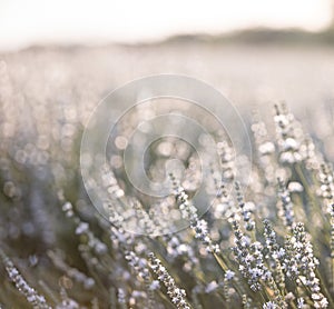 Sunset over a white lavender field in Provence, France.