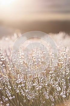 Sunset over a white lavender field in Provence, France.