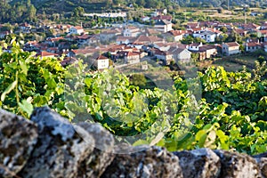 Sunset over the wine slope