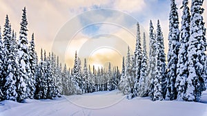 Sunset over the Winter Landscape with Snow Covered Trees on the Ski Hills