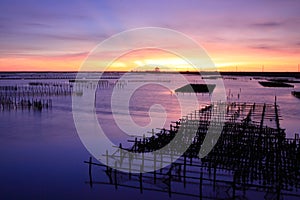 Sunset on oyster rack