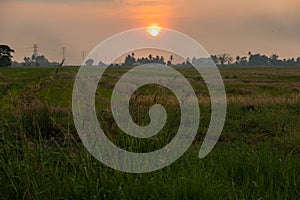 Sunset at Paddy Field