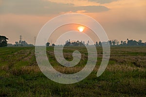 Sunset at Paddy Field