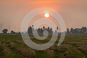 Sunset at Paddy Field