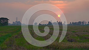 Sunset at Paddy Field