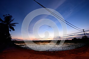 Sunset at Paddy Field