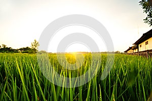 Sunset paddy field indonesia grass dew shine