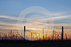 Sunset of Palava hill, South Moravia, Czech republic