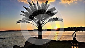 Sunset and palm silhouette in Naama Bay, Egypt