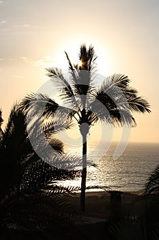 Sunset Palm Silhouette Todos Santos Mexico