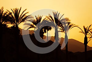 Sunset Palm Springs