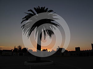 Sunset with palm photo