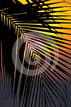 Sunset through a palm tree frond