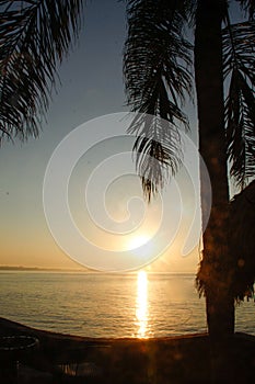 Sunset through palm tree leaves  MExico over beach/pacific ocean