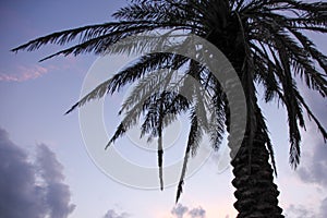 Sunset and Palm Tree in Silhouette