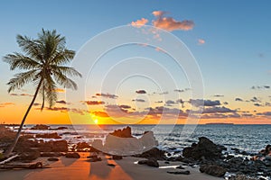 Sunset with Palm Tree Silhouette, Costa Rica