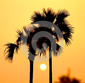 Západ slunce mezi palma stromy 