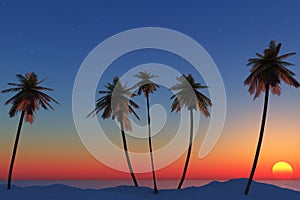Sunset with palm trees