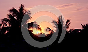 Západ slnka a palma stromy 