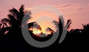 Sunset and palm trees photo