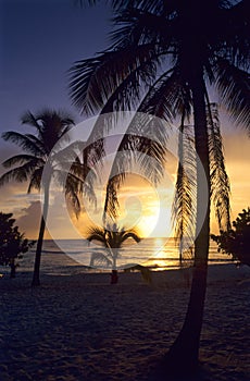 Sunset on palm trees at Bayahibe beach photo