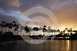 Sunset and palm trees in hawaii