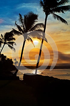 Sunset Palm Trees on Maui Hawaii