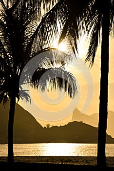 Sunset Between Palm Trees in Niteroi City, Brazil