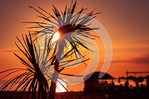 Sunset Palm Trees Over The Sea. Summer tropical blurred cafe silhouette on beach vacation relax Lounge music backgroun