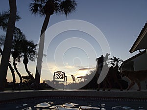 sunset and palm trees at the swimming pool