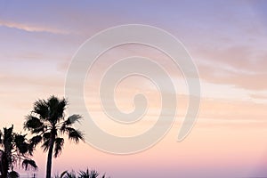 Sunset palm trees wallpaper