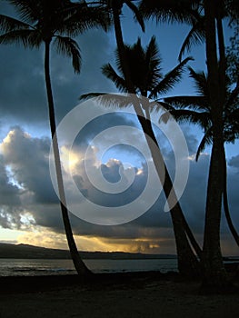 Sunset Palms