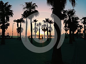 Sunset among the palms in Cadiz, Spain