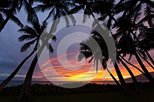 Sunset between the palms in Kihei