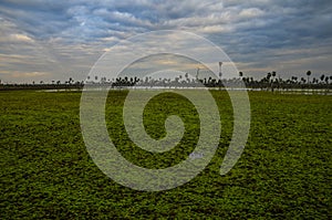 Sunset Palms landscape in La Estrella Marsh, Formosa